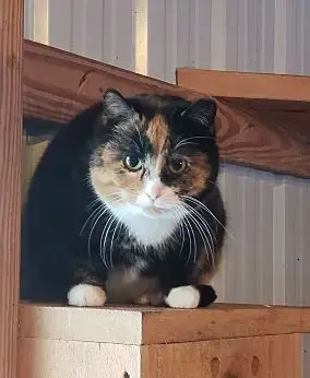 Barn Kitties-No Fee! photo 4