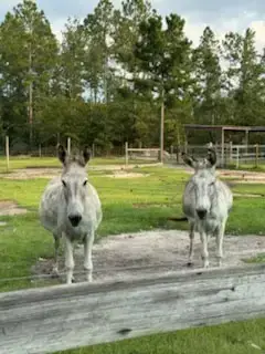 Frankie And Francis photo 2