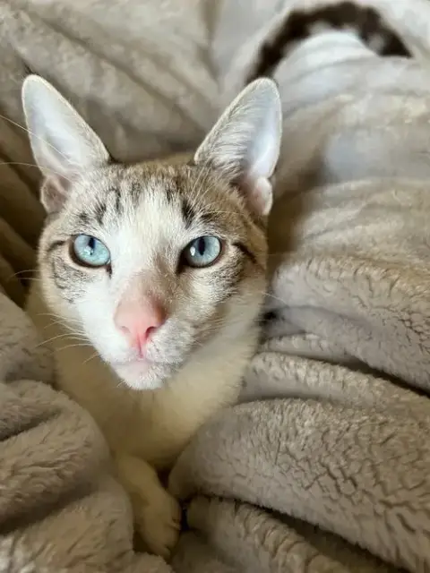 Pippin