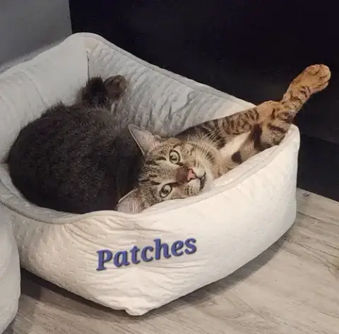 Patches photo 2