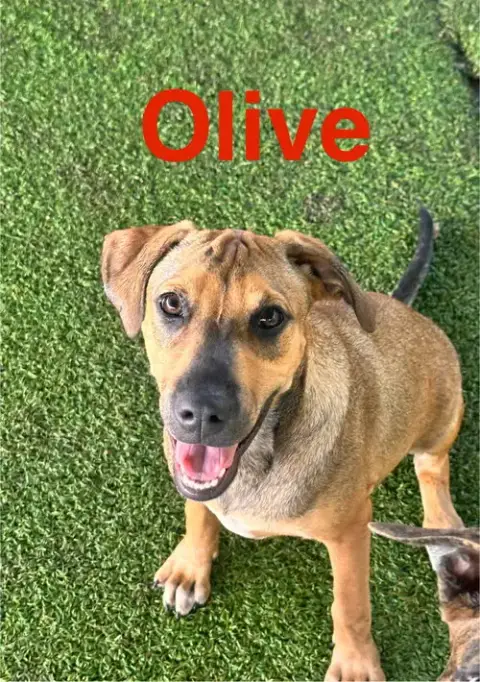 Olive photo 5
