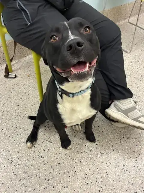 Benito