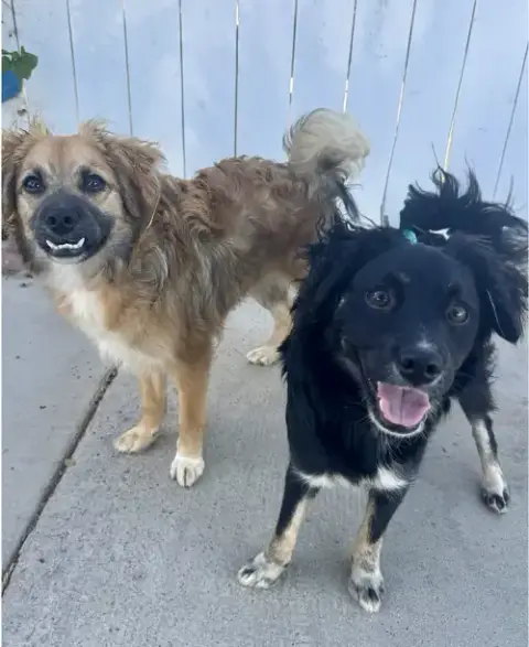 Rocco & Roxie photo 3