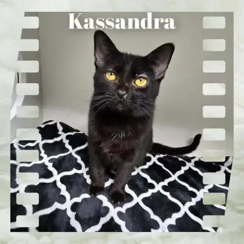 Kassandra