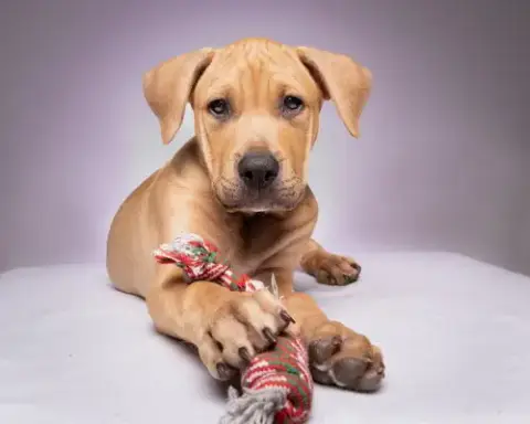 Cooper