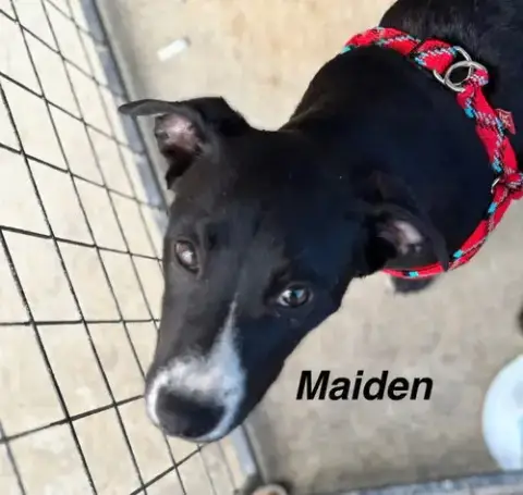 Maiden photo 2