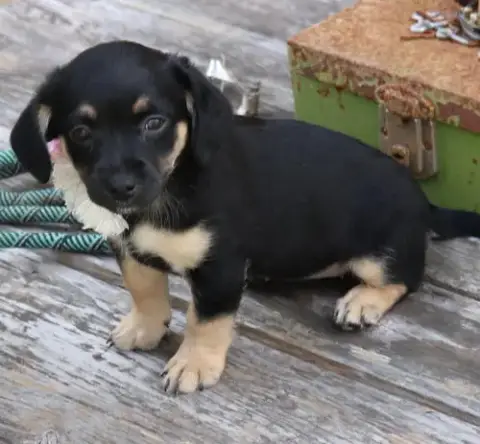 Paco