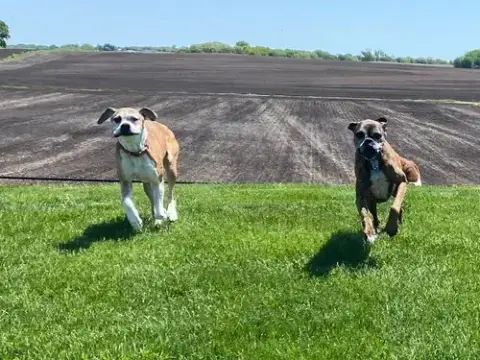 Tyson photo 4