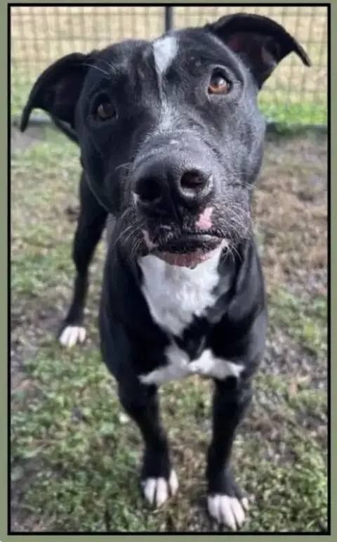 Oliver- Best Pal