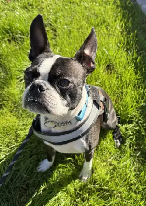 Mugsy photo 3