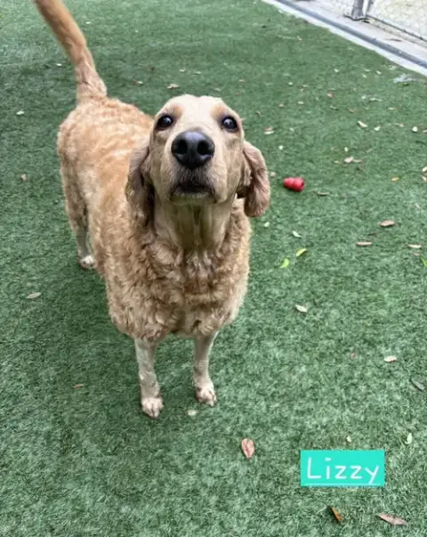 Lizzy