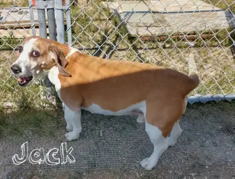 Jack & Sofee-In Foster Home! photo 2