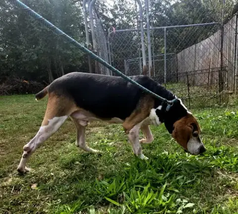 Rocko photo 2