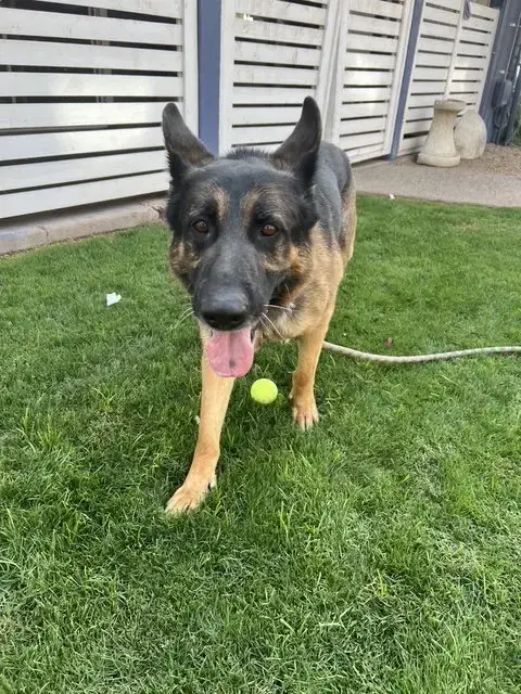 Brutus photo 3