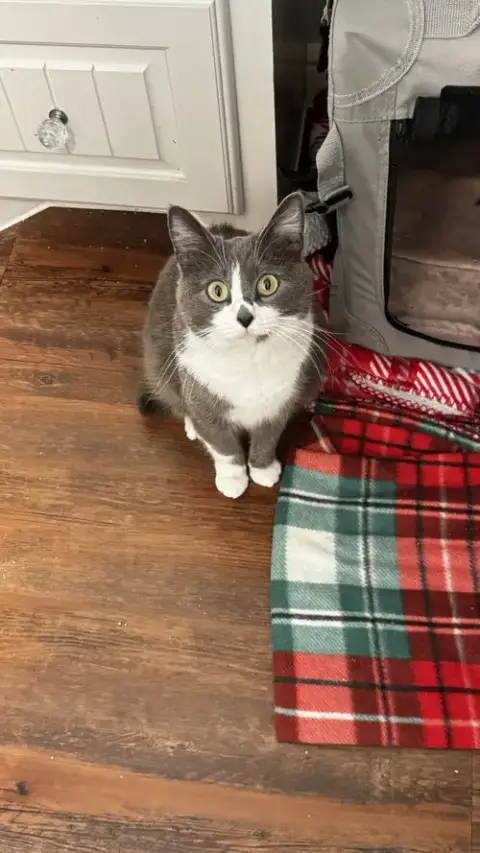 Suki photo 3