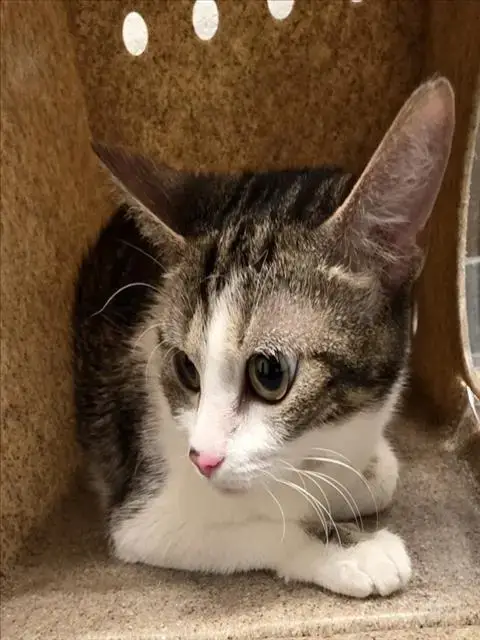 *Meowma