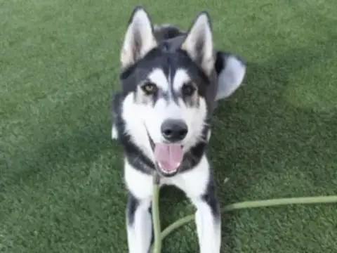 Kiara