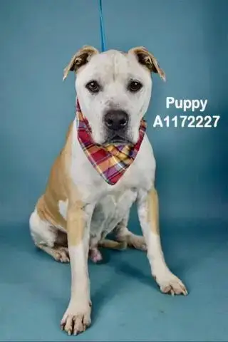 Puppy