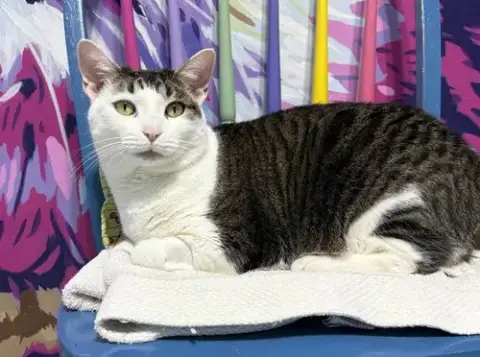 Titanus