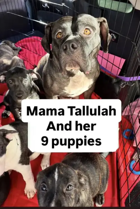 Tallulah photo 3