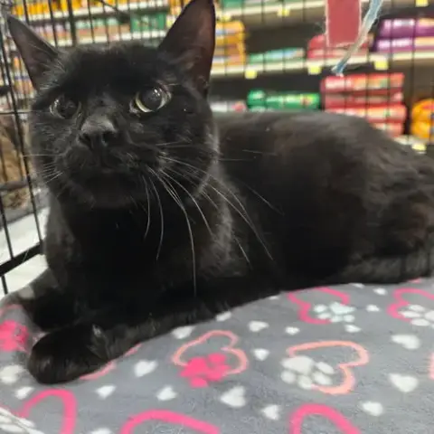 Sampson