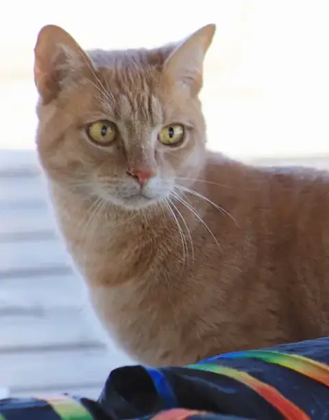 Ian