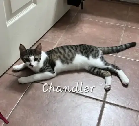 Chandler #Mr-Bright-Eyes photo 3