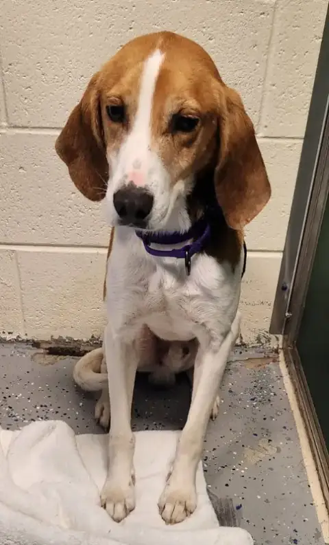 Taylor *Adopt* photo 2
