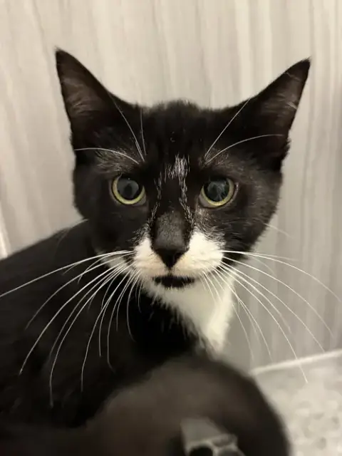Harry Kitten photo 3