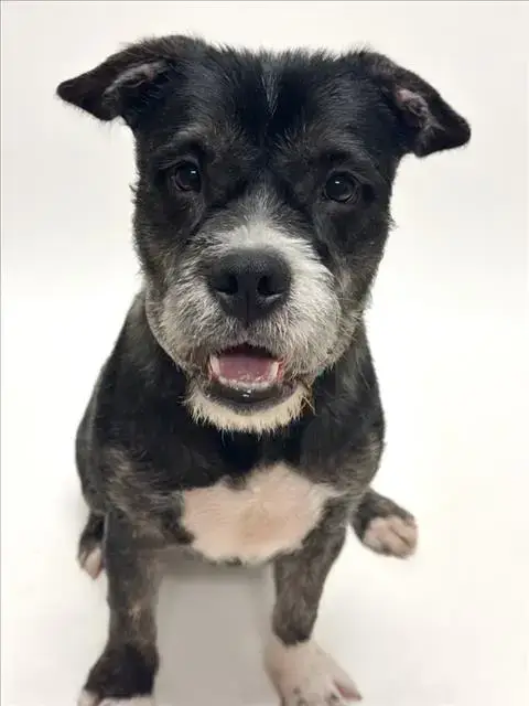Tyson
