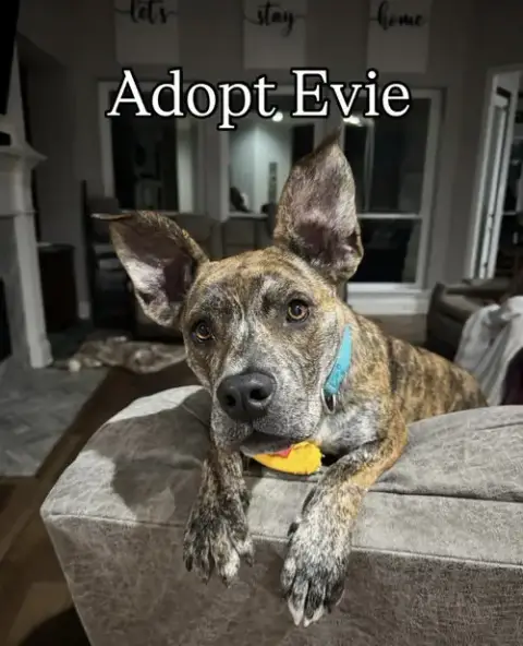 Evie