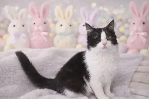Bunny