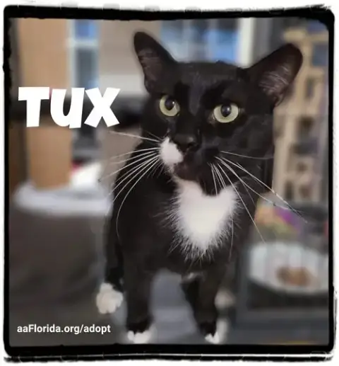Fiji Tux photo 4