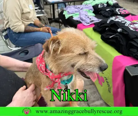 Nicky photo 5