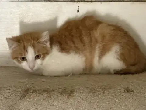 Kitten Rusty photo 2