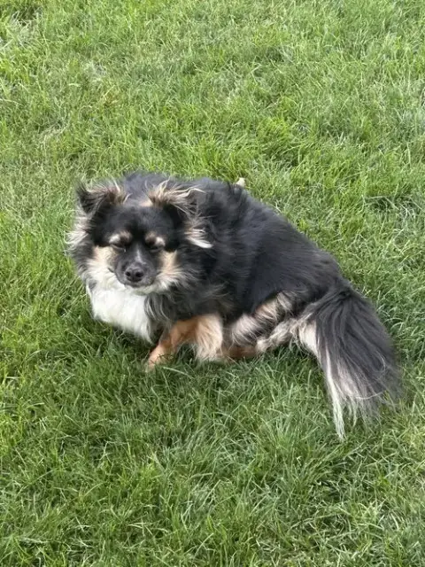 Benji photo 4