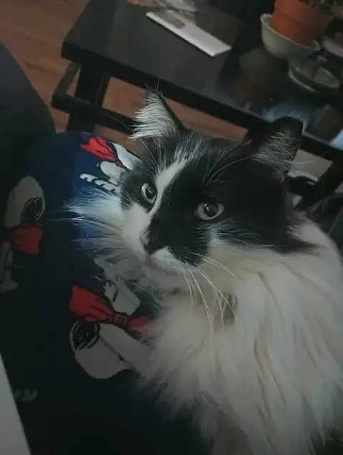 Arwen Longtail photo 2