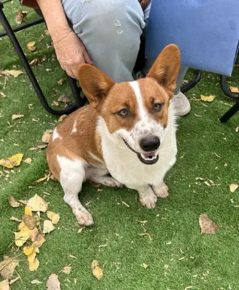 Taz