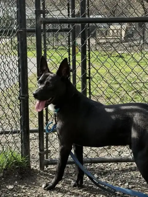 Mowgli photo 4