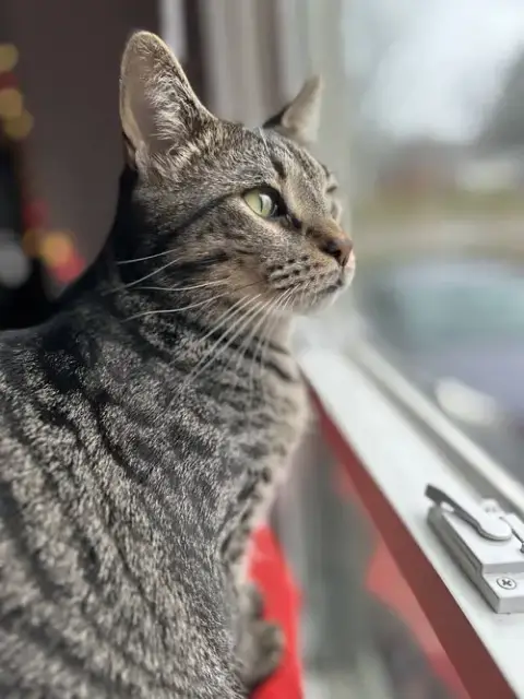 Kabuki