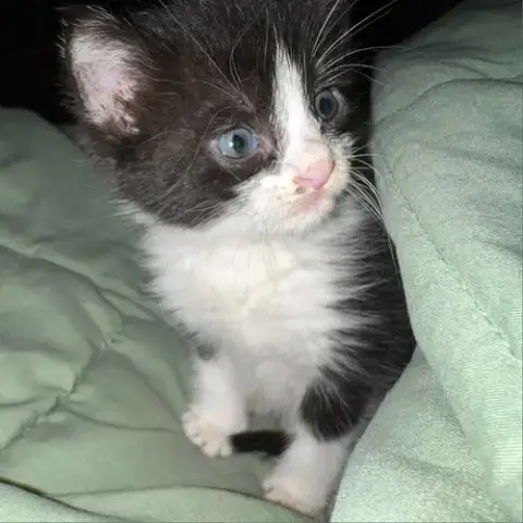 Hufflefluff