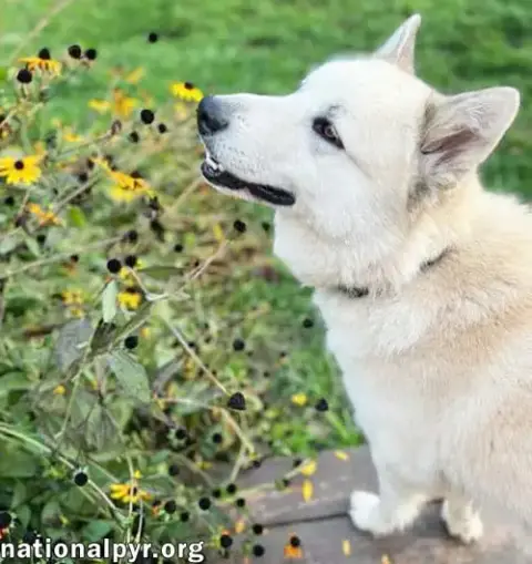 Milo In Pa photo 2