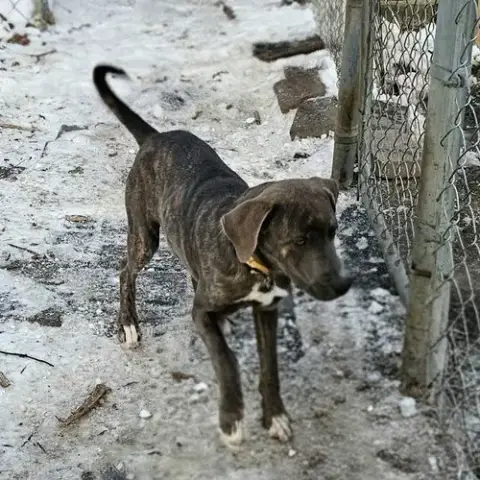 Bluey Ii photo 4