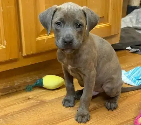 Nash