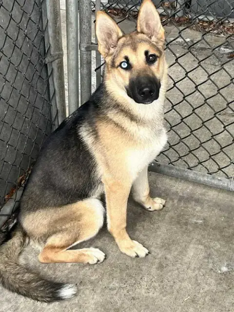 Willow