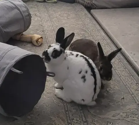 Lola 2 Rabbit photo 2