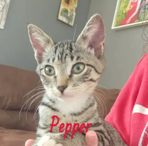 Pepper