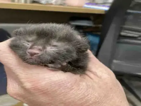 Black Bean