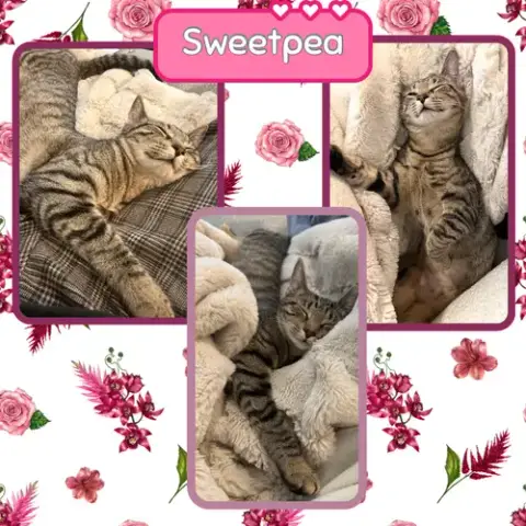 Sweetpea photo 2