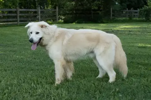 Jack Junior photo 3